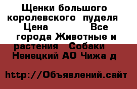 Щенки большого (королевского) пуделя › Цена ­ 25 000 - Все города Животные и растения » Собаки   . Ненецкий АО,Чижа д.